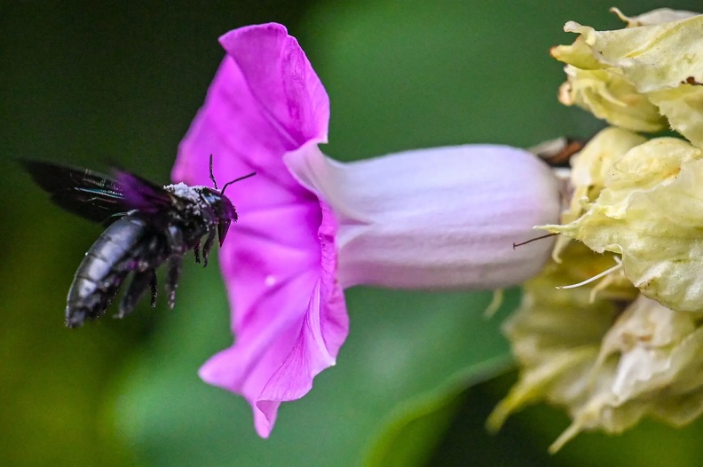 A black Bee feeds on nectar from a pink flower, Langkawi, Malaysia